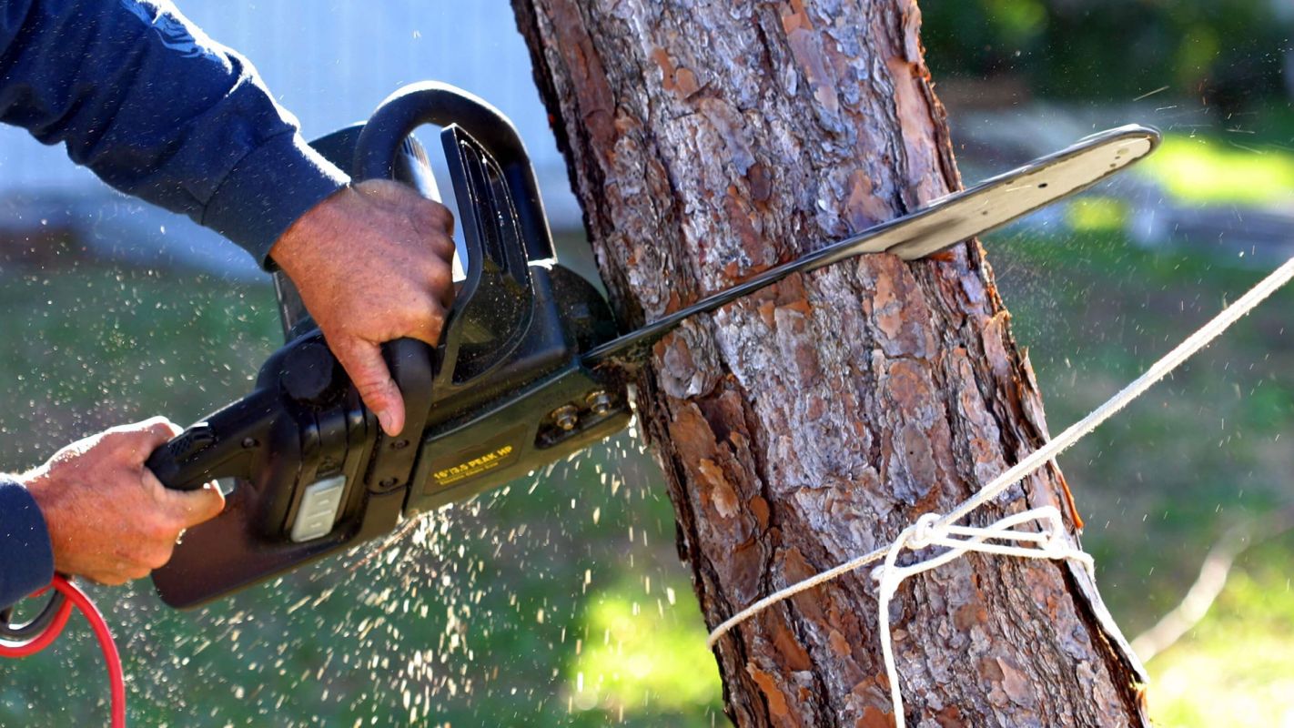 Emergency Tree Removal Services East Hanover NJ