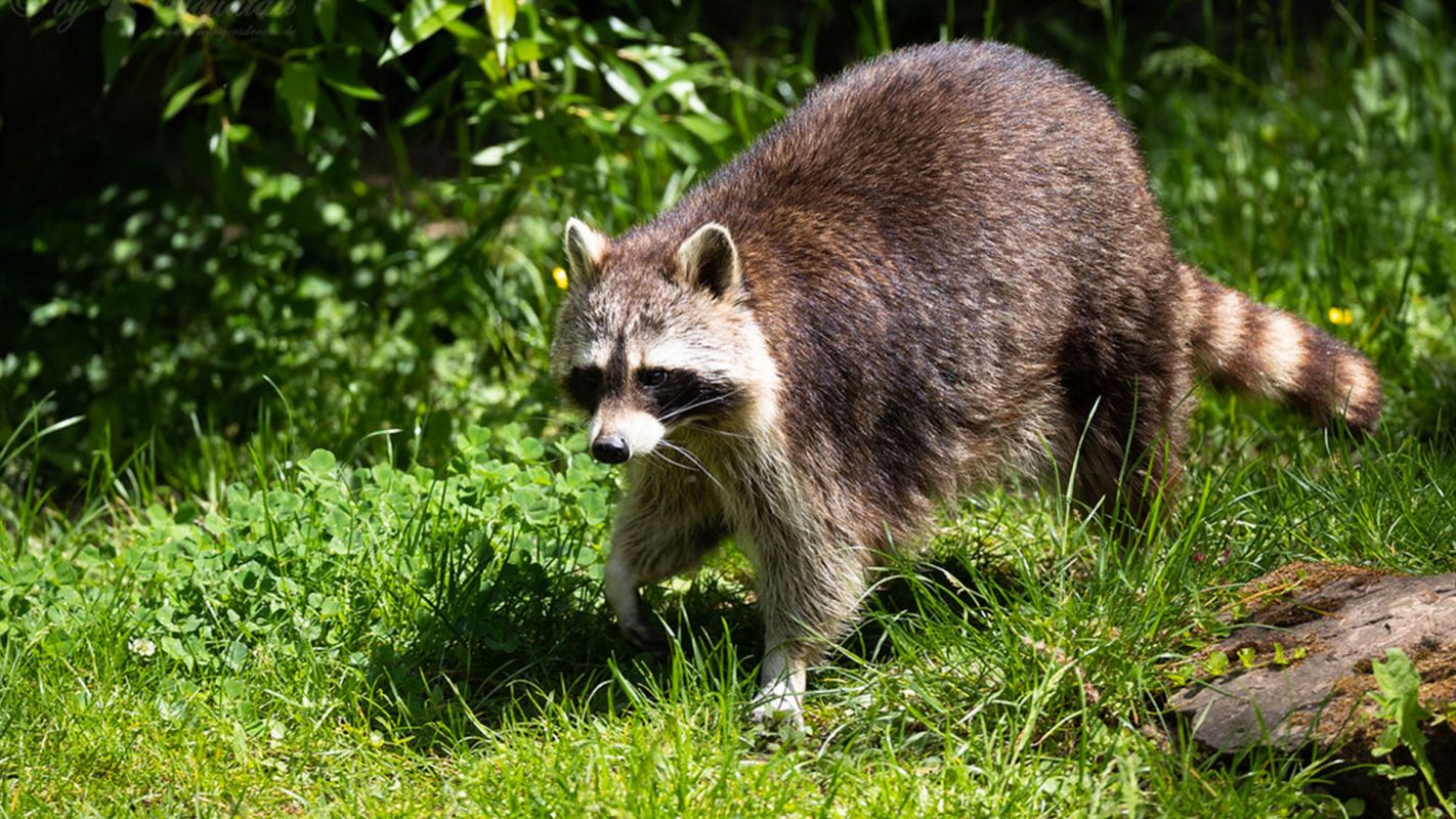 Raccoons Removal Services West Covina CA