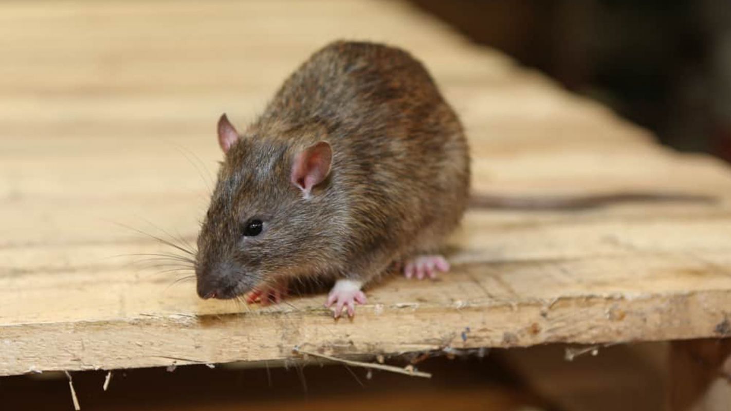 Rodent Extermination Services West Covina CA