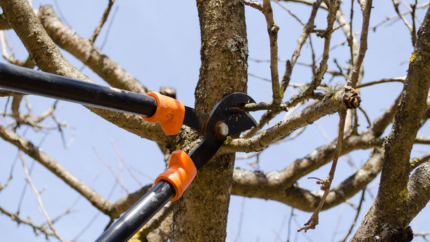 Tree Pruning Services Cordova AL