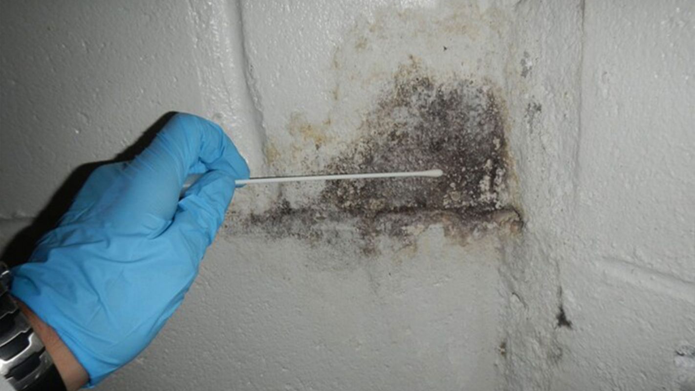 Black Mold Inspection Spring Valley CA