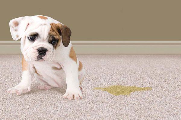 Pet Stain Removal Services Dallas TX