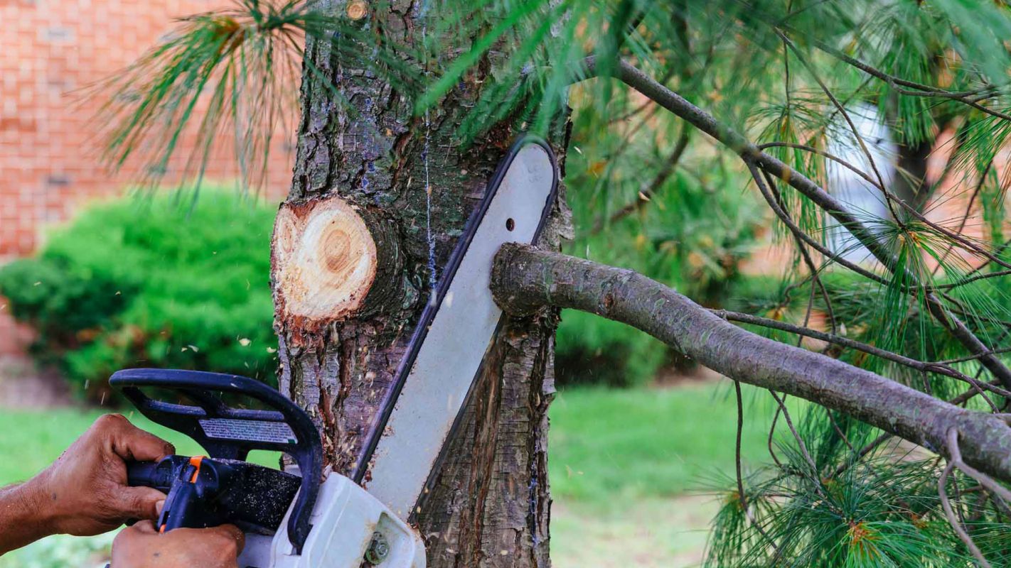 Tree Trimming Services Bradley IL