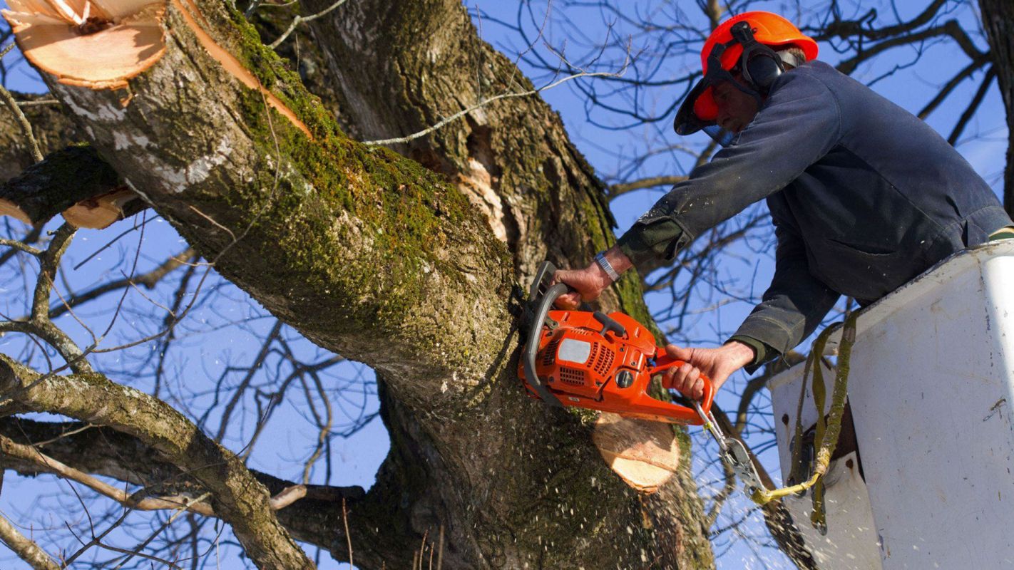Tree Removal Services Bradley IL