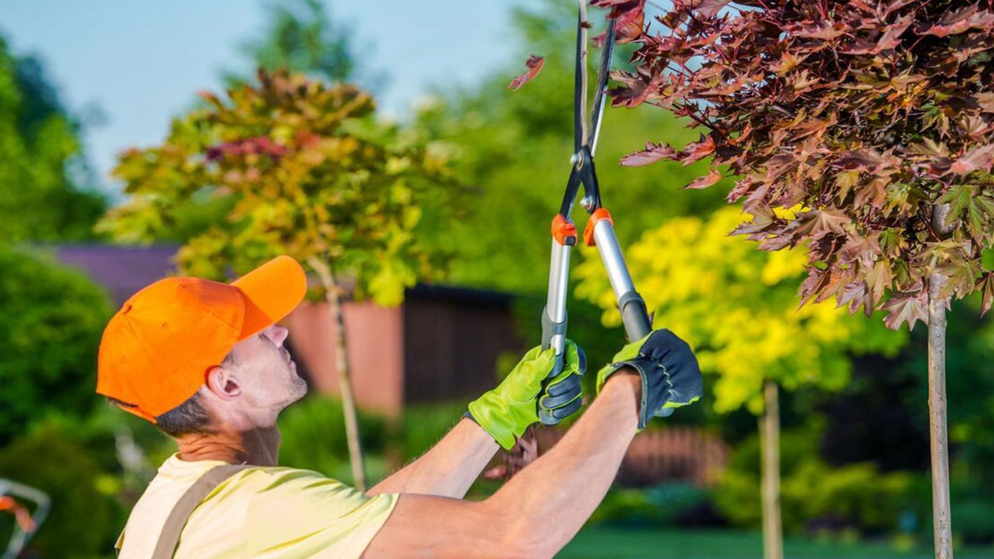 Residential Tree Services Bradley IL