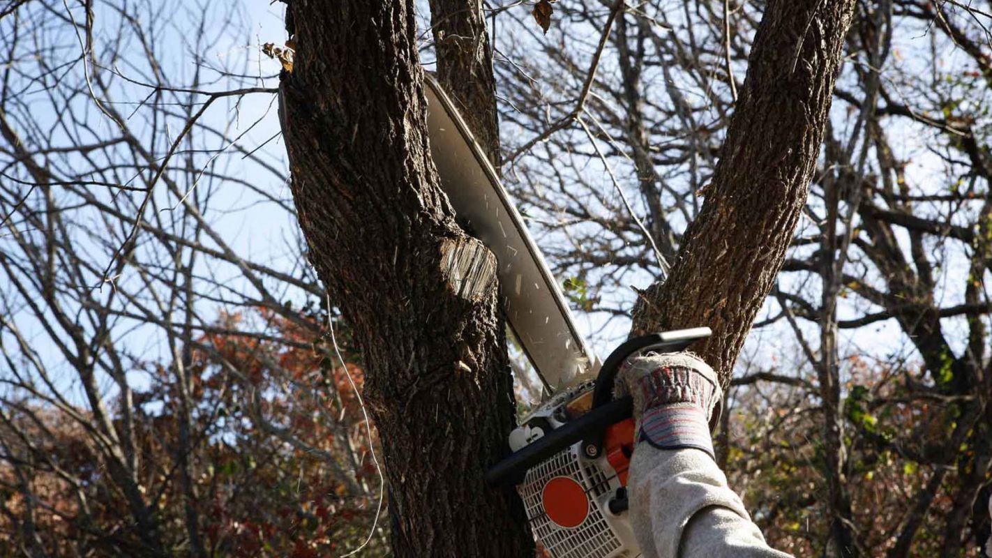 Commercial Tree Services Bradley IL