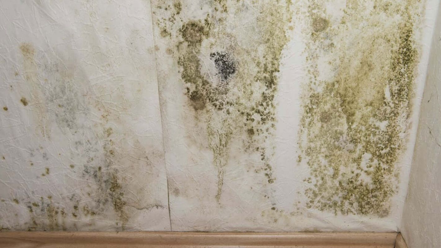 Mold Removal Services Winter Park FL