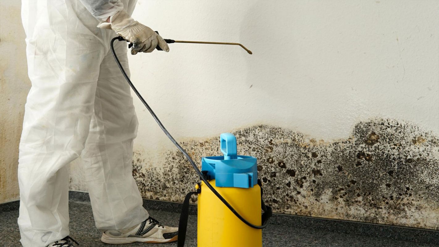 Mold Remediation Somerville MA