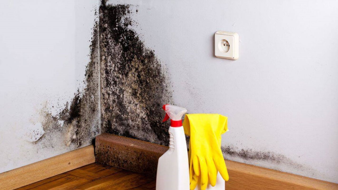 Mold Remediation Services Kissimmee FL