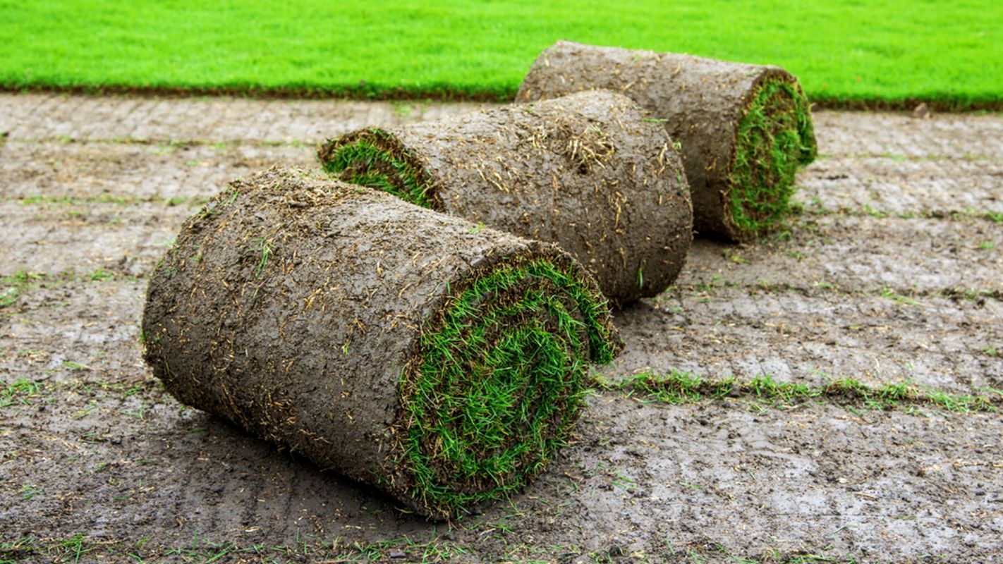 Grass Roll For Sale Castroville TX