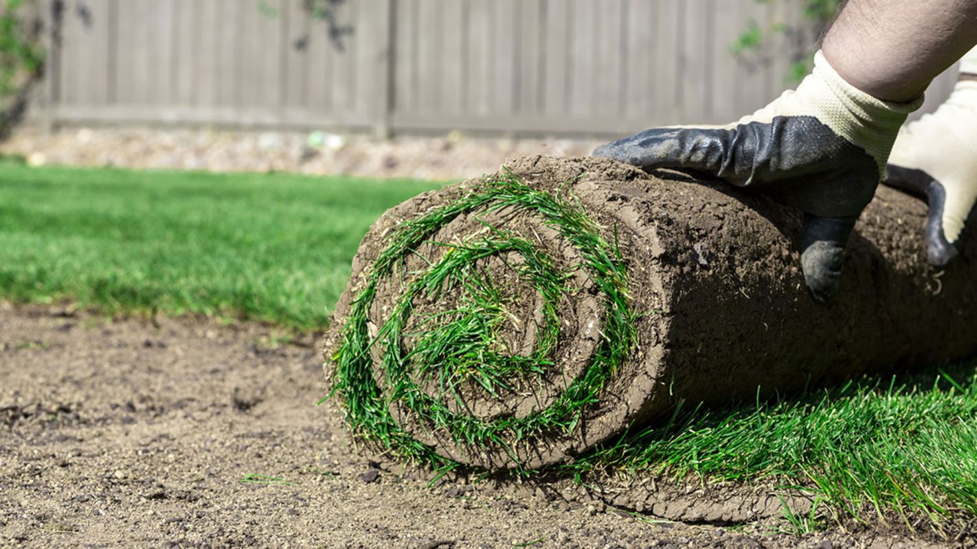 Zoysia Grass Sod For Sale Boerne TX