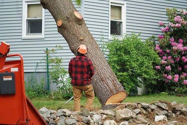 Tree Removal Service Dickinson TX