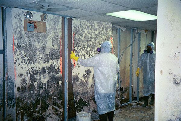 Mold Remediation Cost Port Neches TX