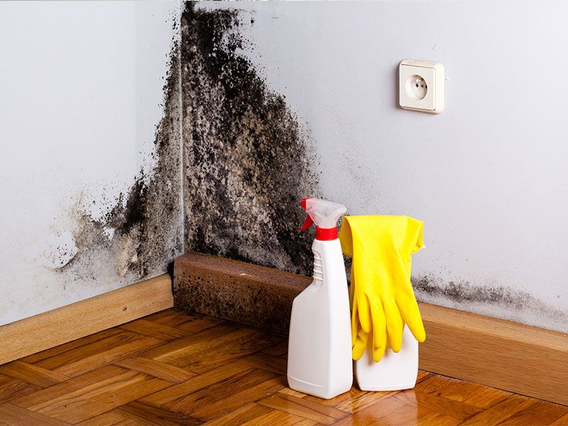Mold Removal Services Missouri City TX