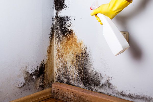 Mold Removal Services Missouri City TX