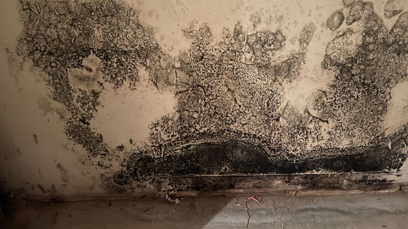 Mold Clean Up Services Freehold Township NJ