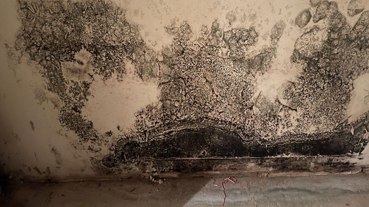 Mold Clean Up Services Old Bridge NJ