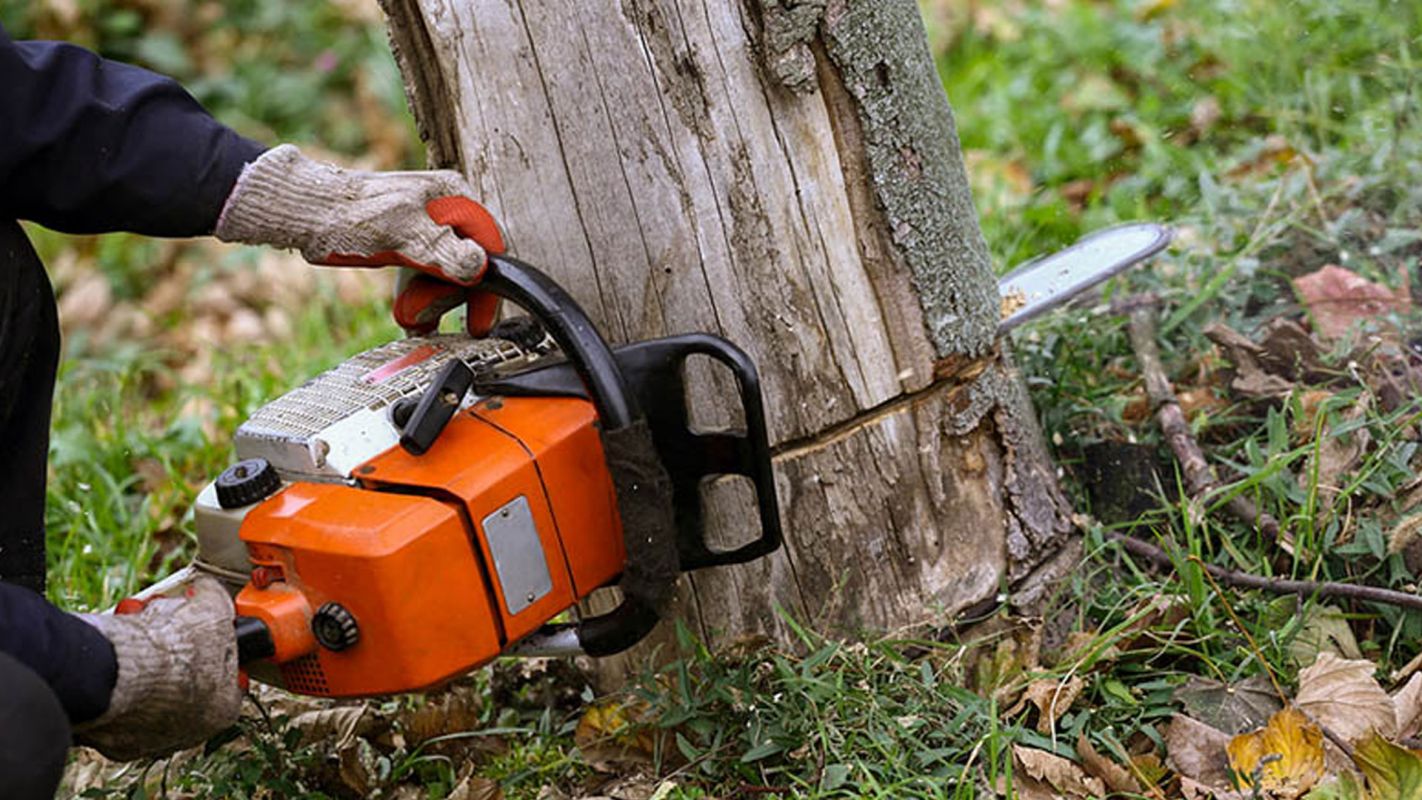 Affordable Tree Removal Maryville TN