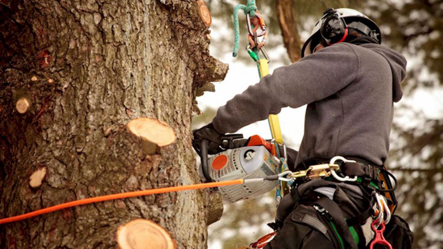 Tree Removal Services Alcoa TN