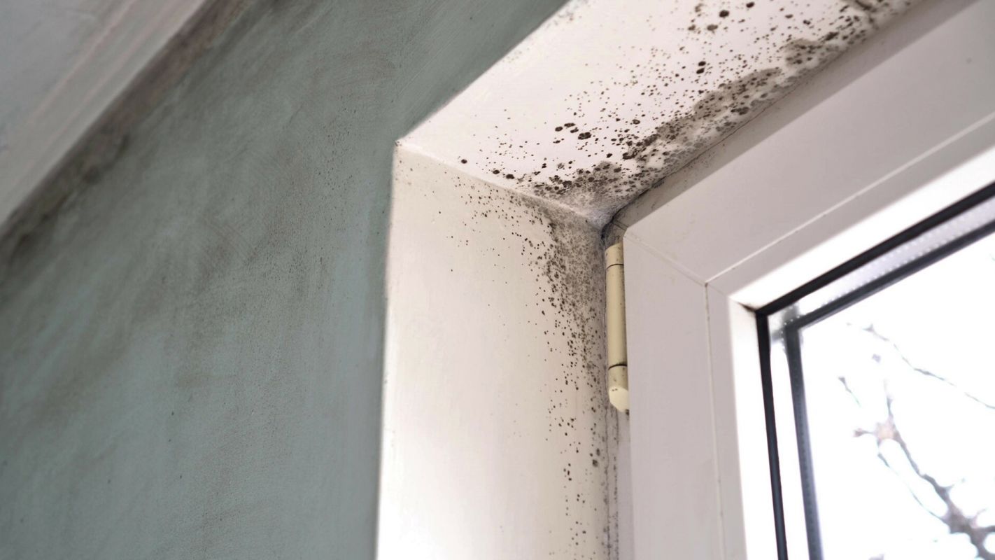 Residential Mold Removal Estimate Pearland TX
