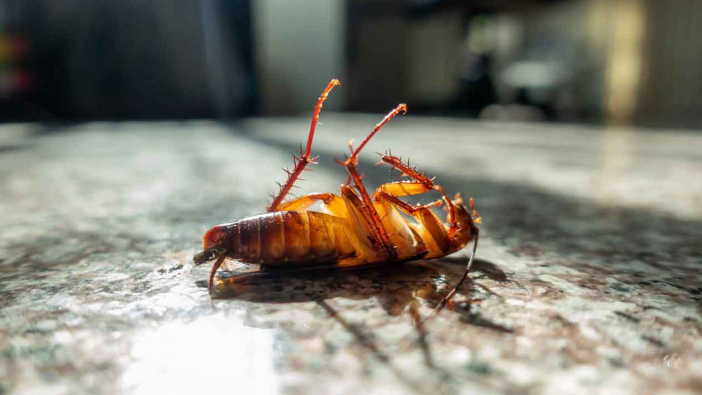 Cockroach Control Nassau NY