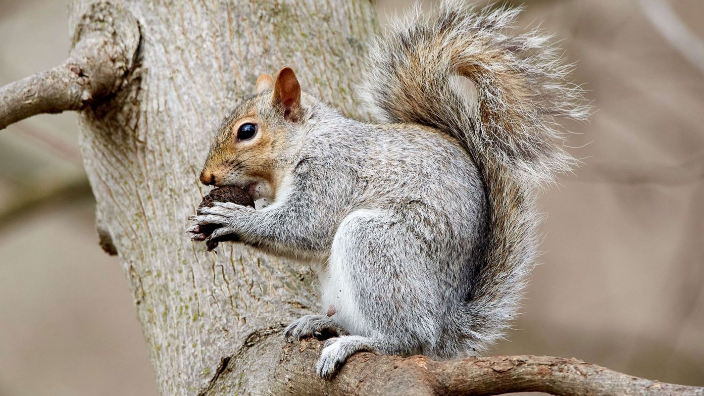 Wildlife Control Services Lake Ridge VA