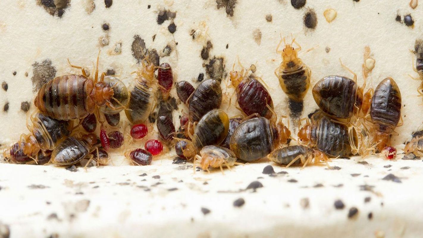 Bed Bug Control Services Fairfax VA