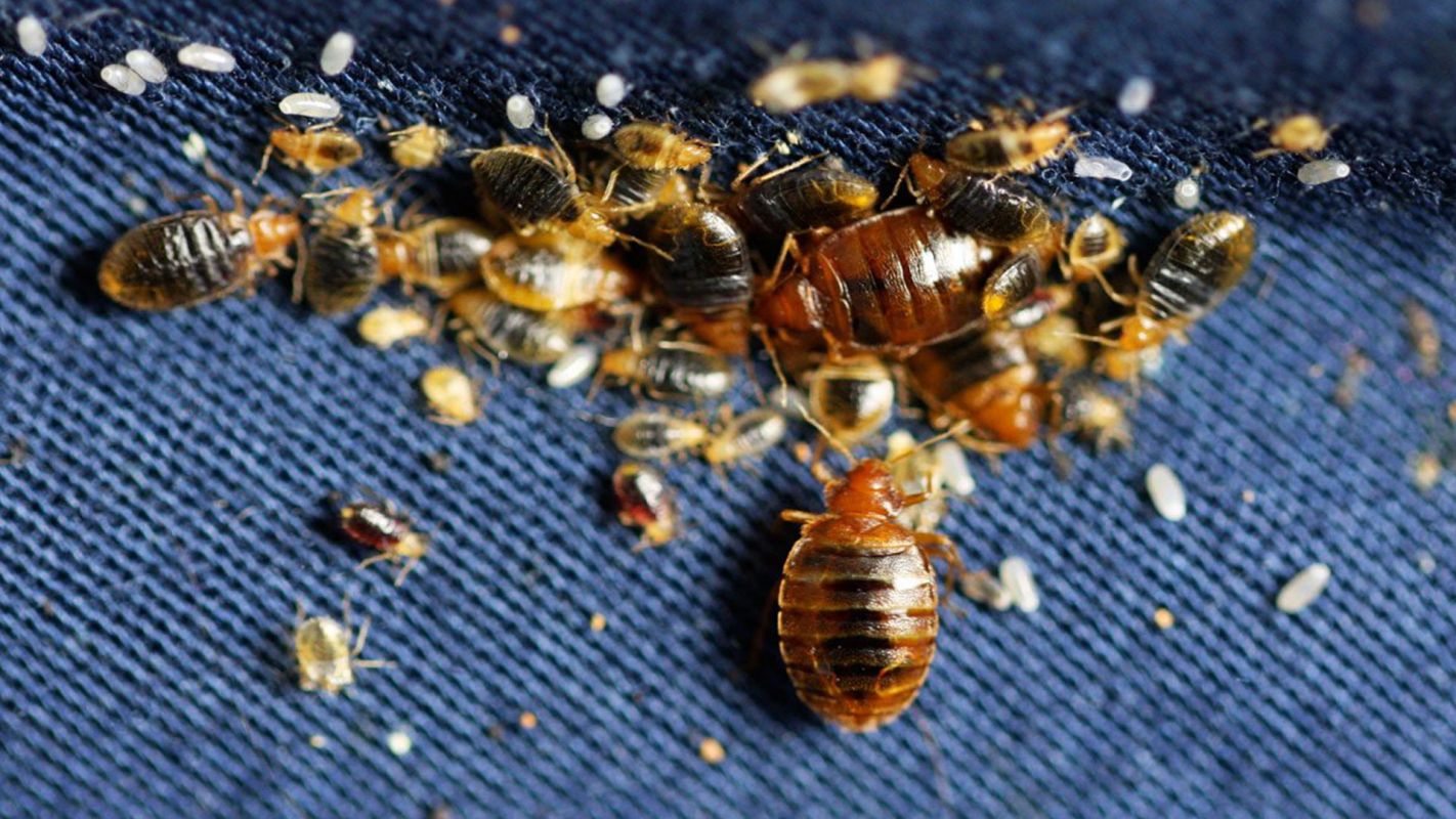 Bed Bug Control Company Fairfax VA