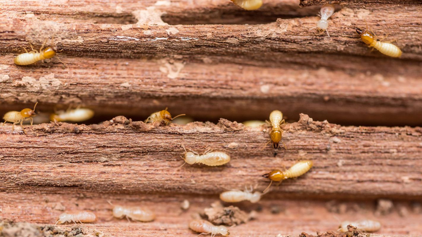 Termite Control Services Fairfax VA
