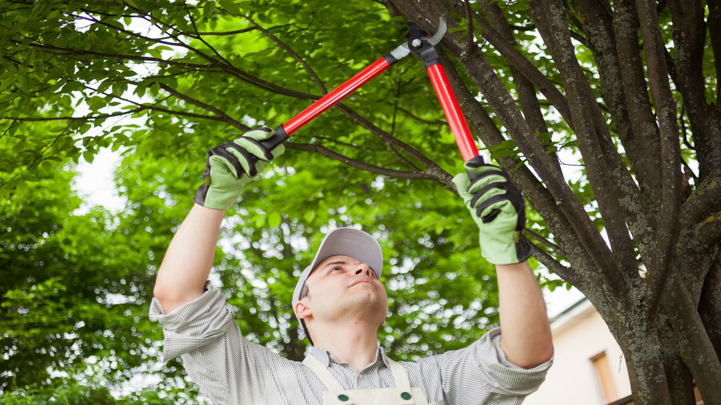 Tree Trimming Cost Annapolis MD