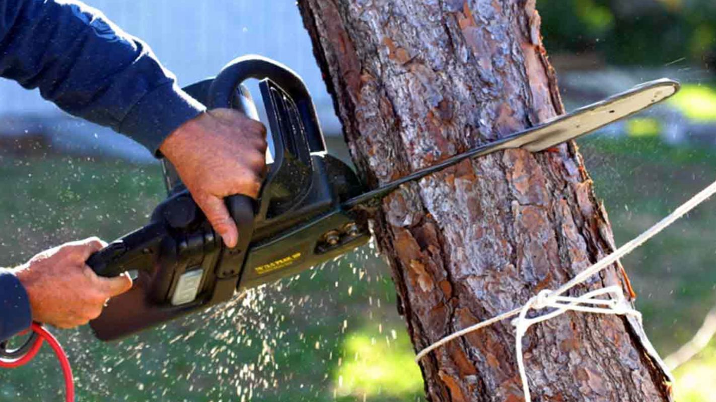 Tree Services Baltimore MD