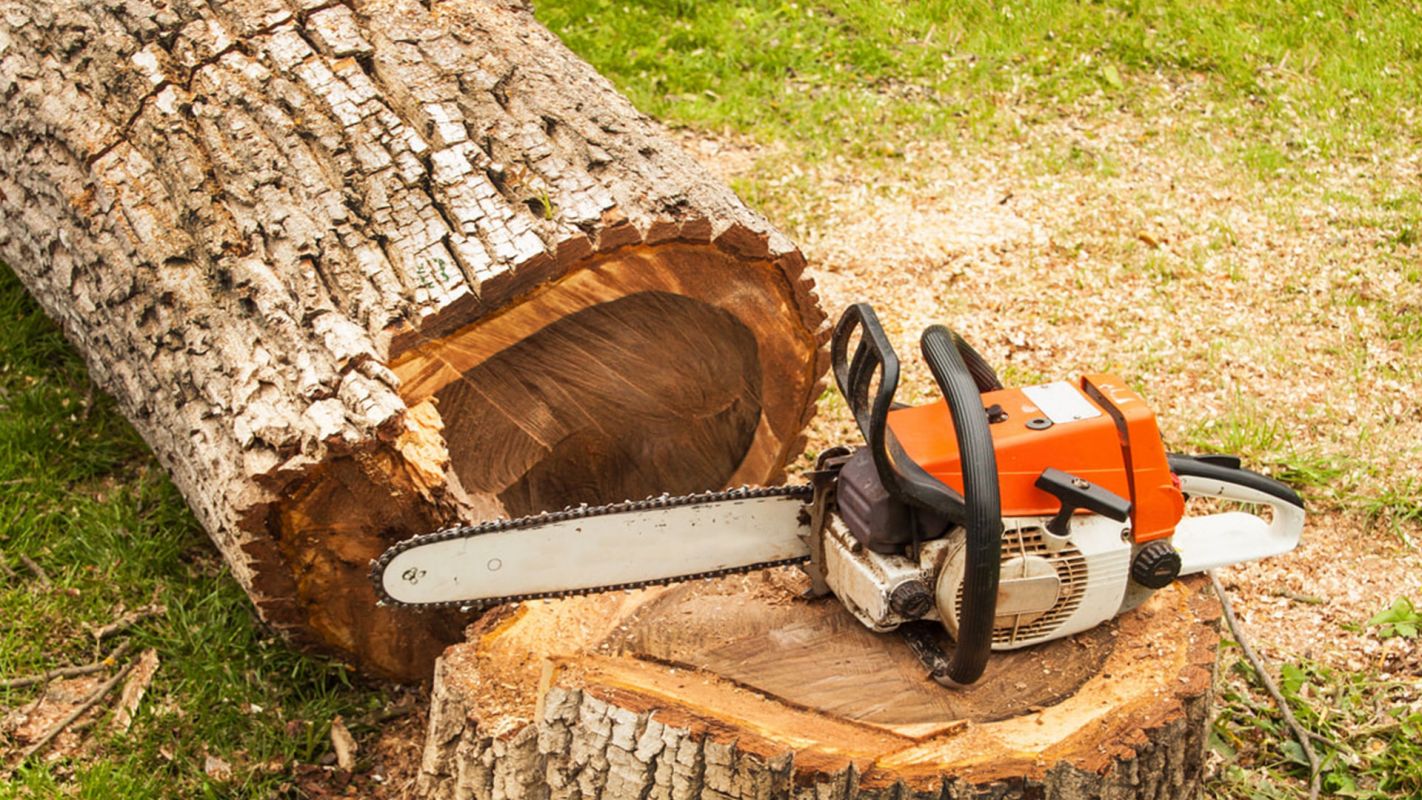 Tree Cut Down Baltimore MD