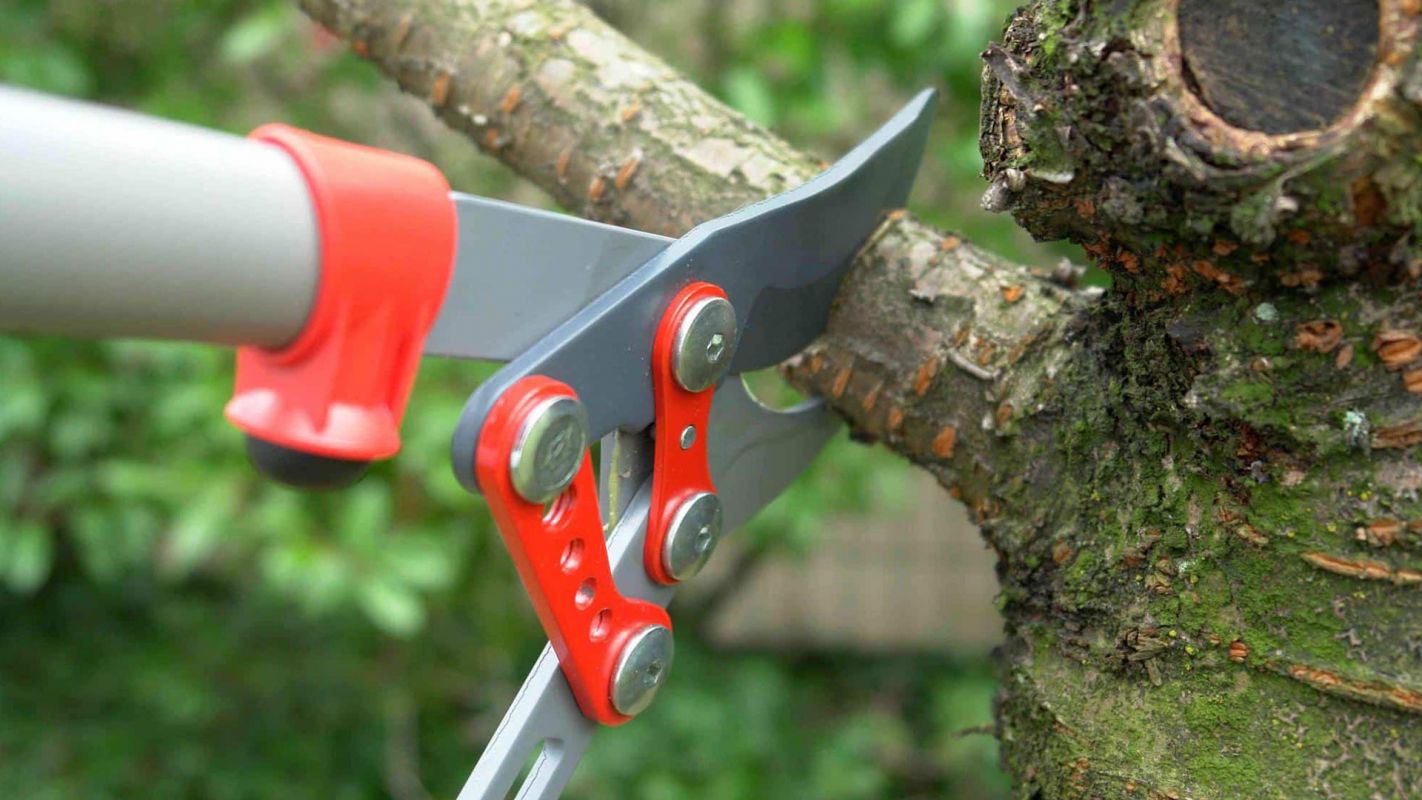 Tree Trimming Service Ellicott City MD