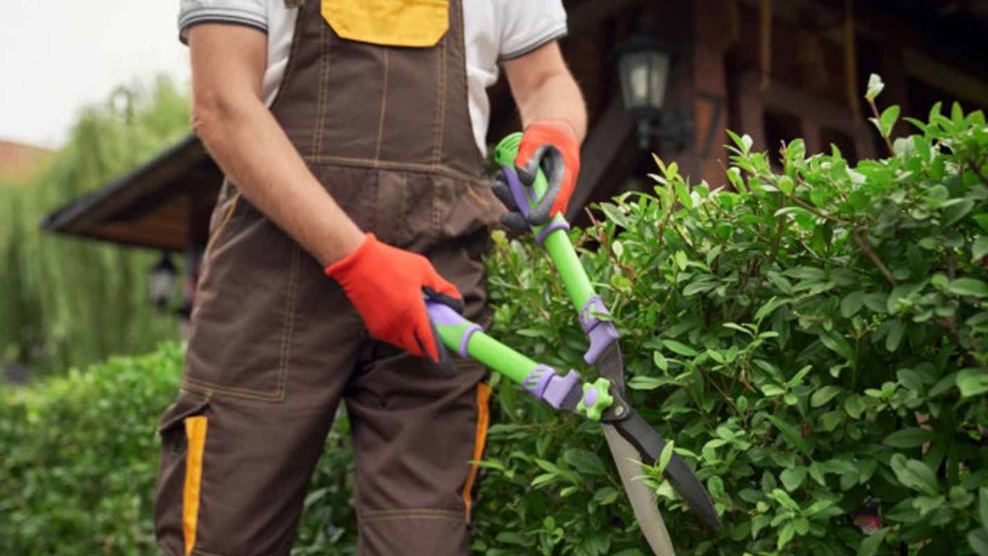 Offering Tree Trimming Services Like No Other Cerritos CA