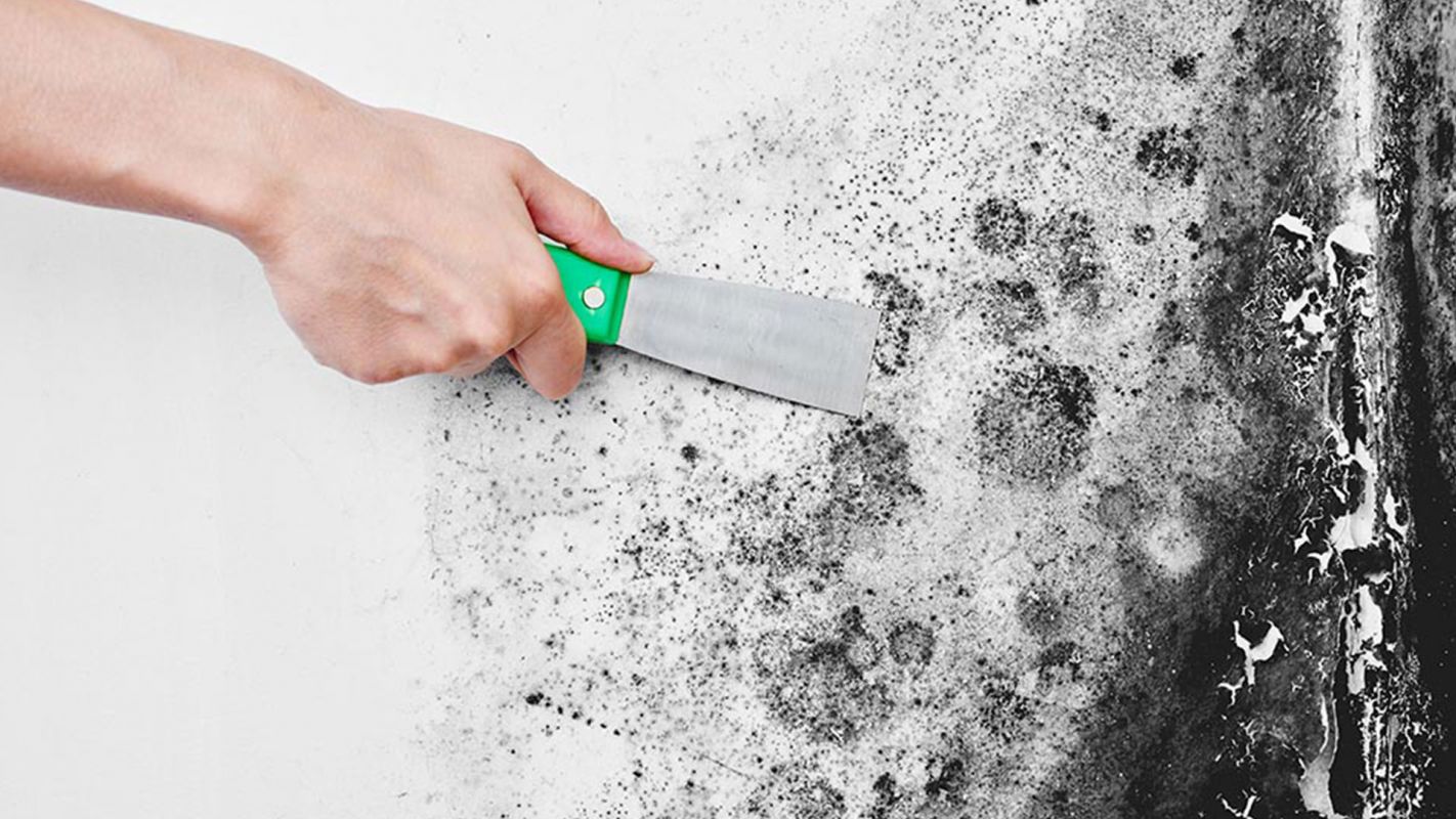 Mold Removal Service Mims FL