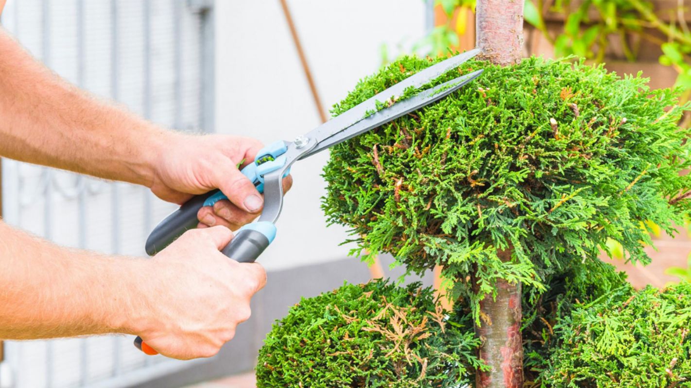 Tree Trimming Services Jackson Township NJ