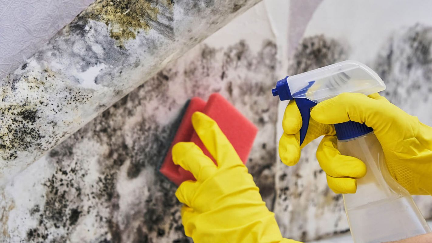 Mold Cleaning Services New Canaan CT