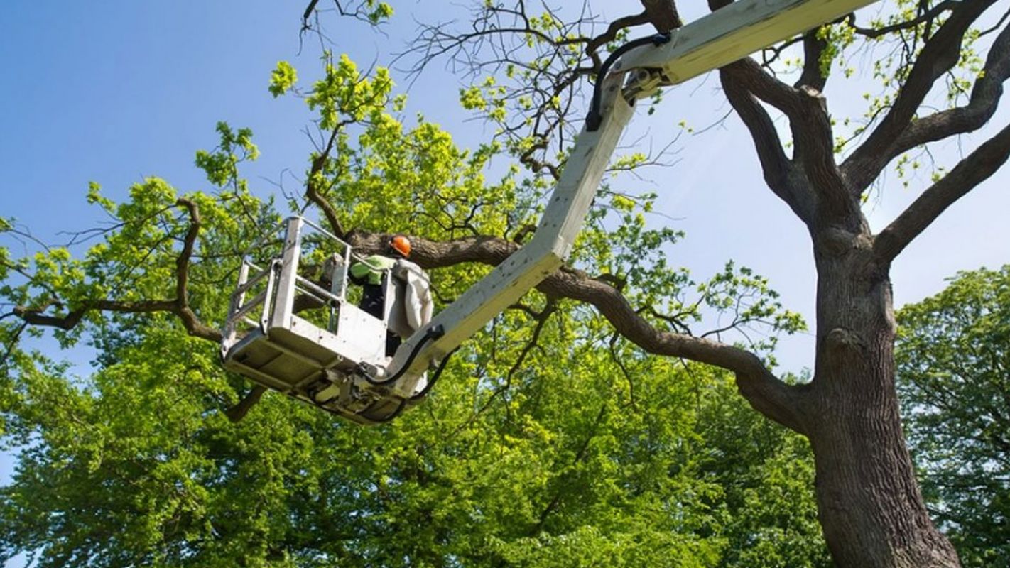 Tree Trimming Services Orange Park FL