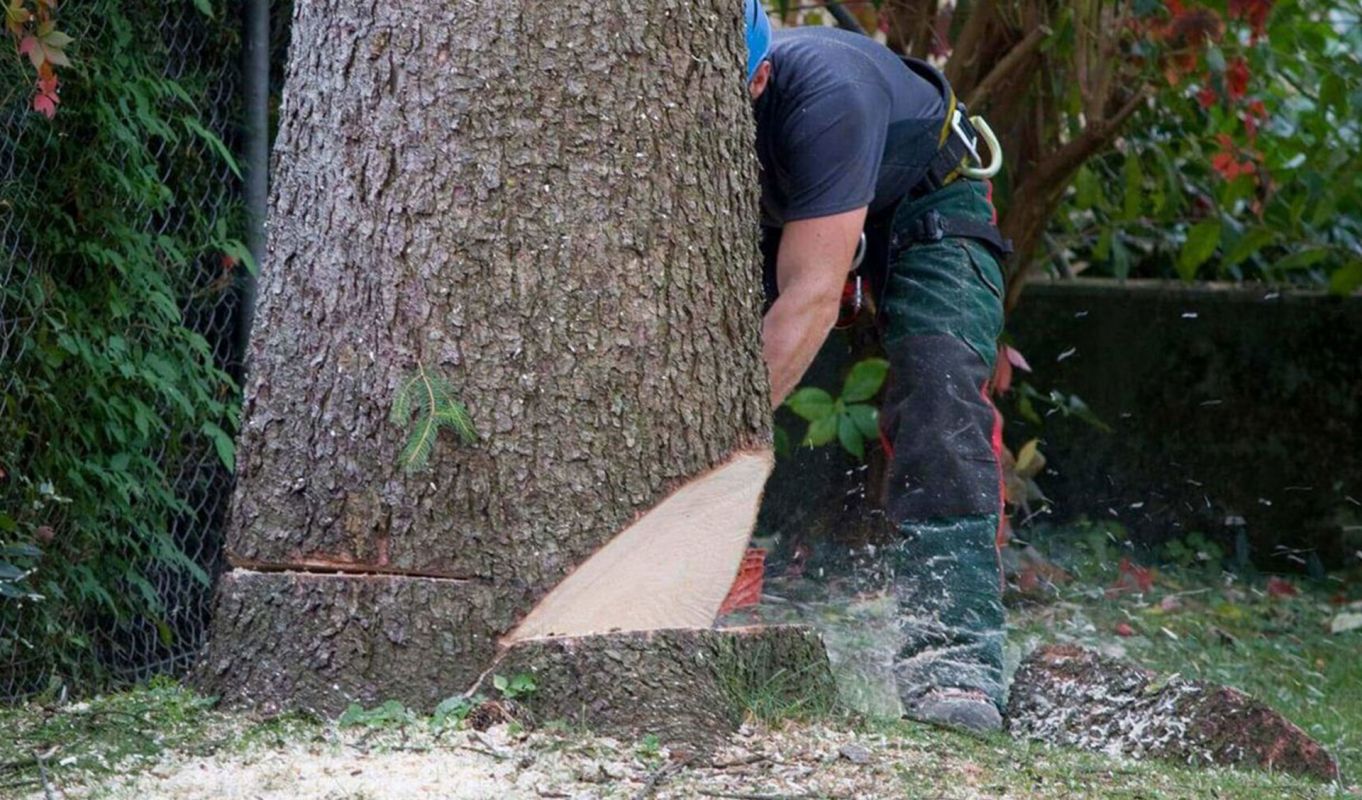 Tree Removal Farmers Branch TX