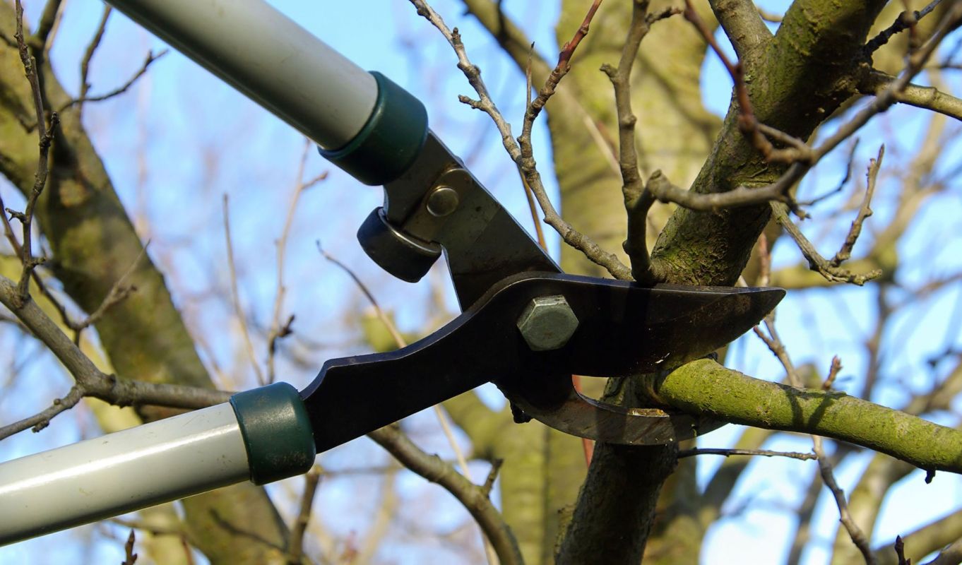 Tree Pruning Carrollton TX