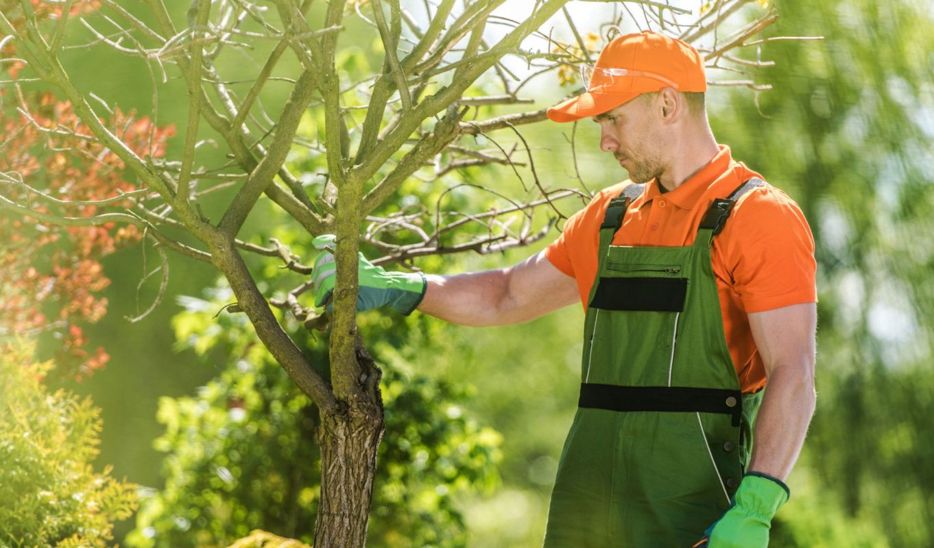 Tree Care Services Carrollton TX