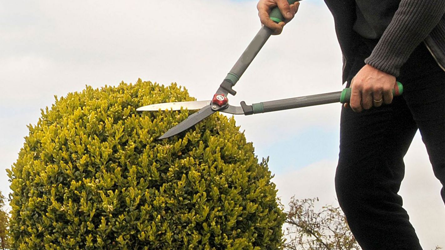 Tree Trimming Service Towson MD