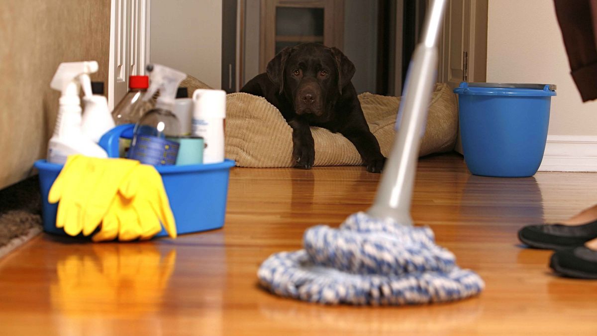 House cleaning services Denver CO