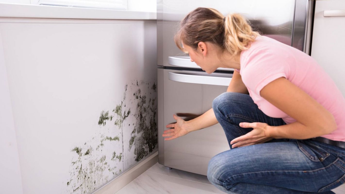 Mold Remediation Claims Queens NY