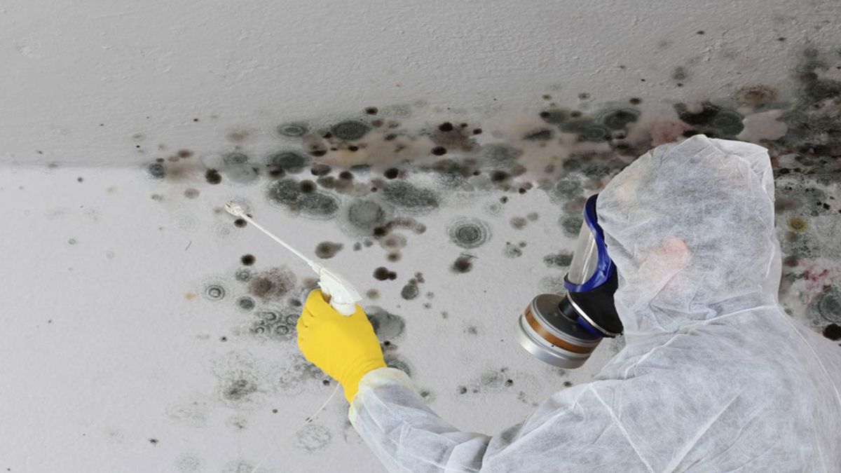 Mold Inspection Anne Arundel County MD
