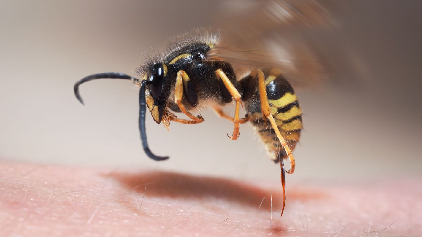 Wasp Control Richmond TX