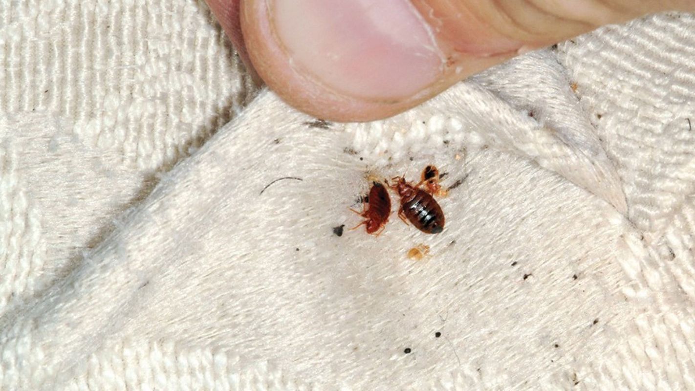 Bed Bug Exterminator Missouri City TX