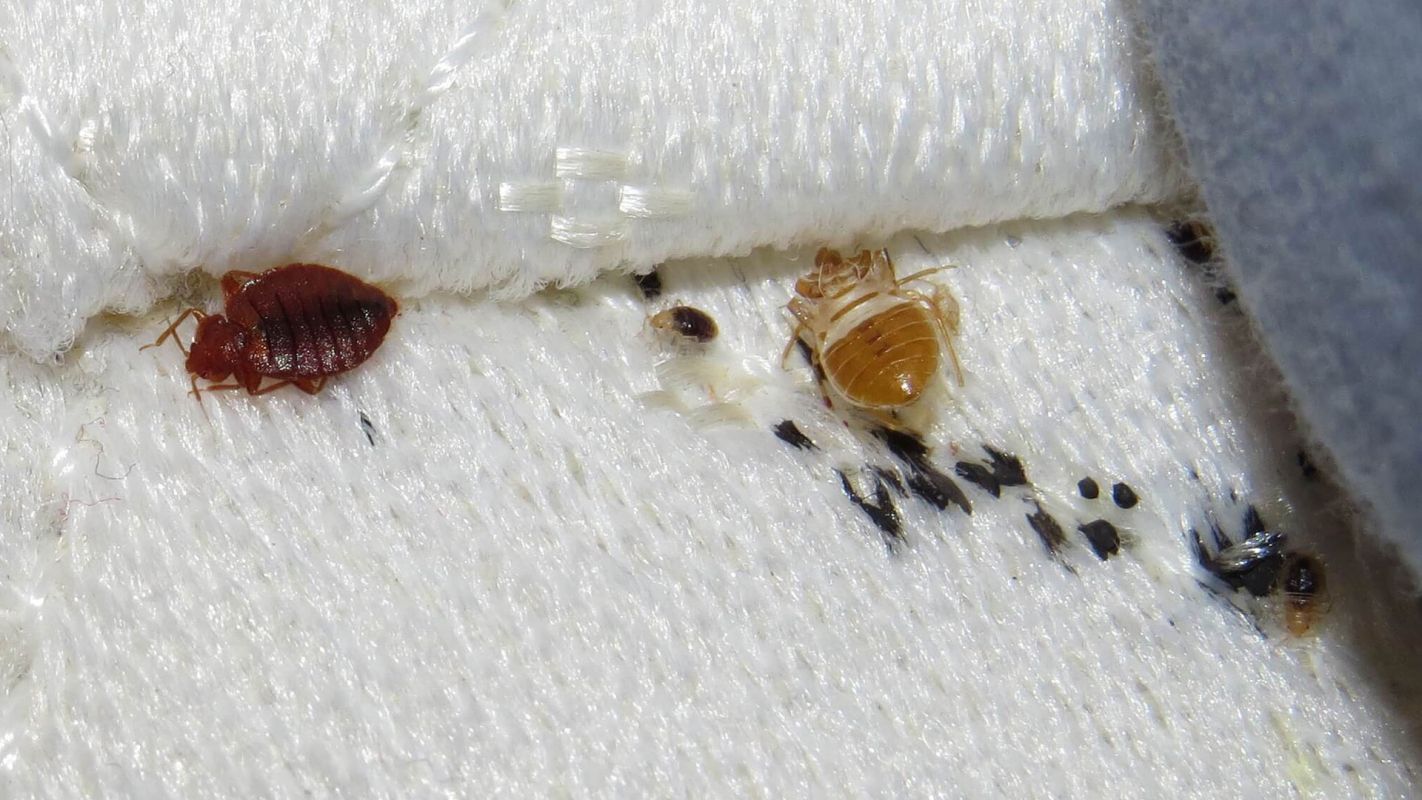 Bed Bugs Control Spring TX