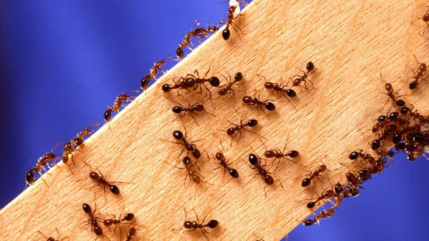 Ant Control Sugar Land TX