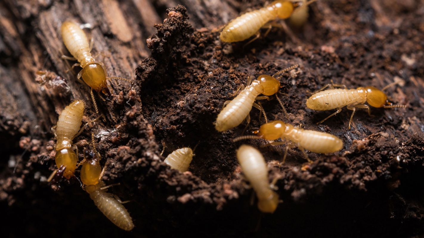 Termites Control Houston TX